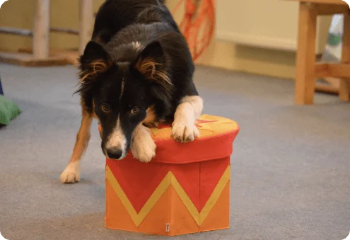 Deine Ausbildung zum Hundetrainer ist zeit- und ortsunabhängig!