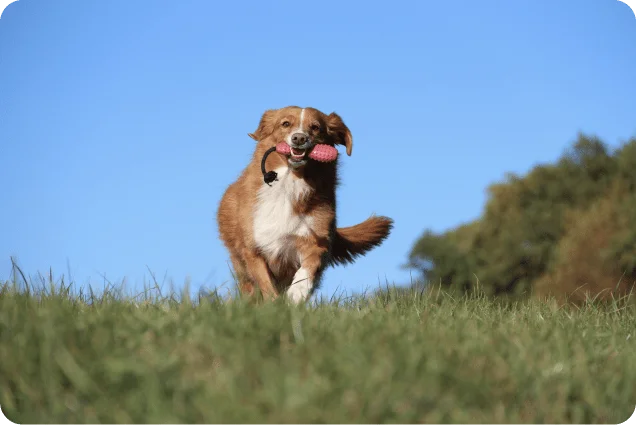 Training mit dem eigenen Hund