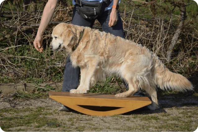 Geschicklichkeitstraining mit dem Hund