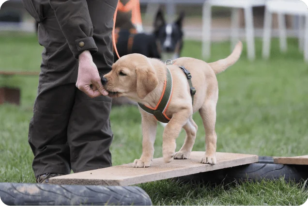 Lob ist wichtig in der Hundeausbildung