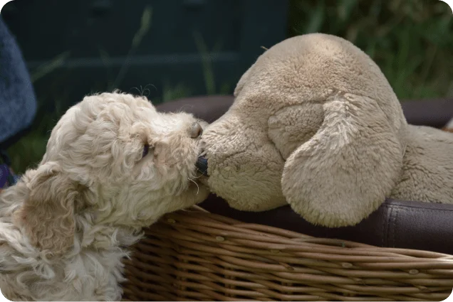 Hundeausbildung von klein an - gemeinsam mit der Tierakademie Scheuerhof und ihrer Expertise