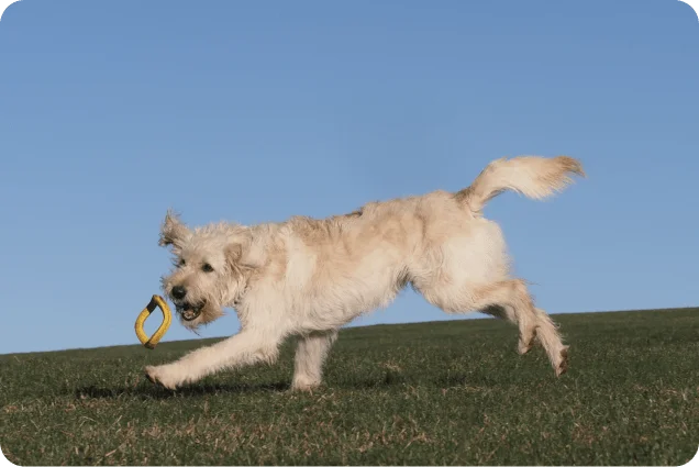 Spiel und Spaß gehört zur Hundeausbildung auch dazu!