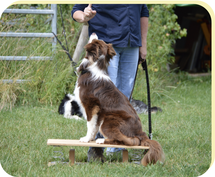 Hier erfährst du, worauf du bei deiner Hundetrainerausbildung achten solltest!